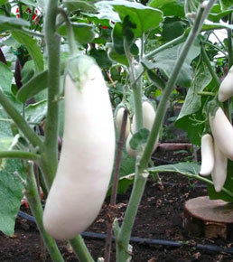 ��������ƫ��