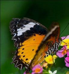 °×ñ°·çÈýÆÚ