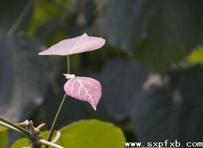 �����ճ�ά��