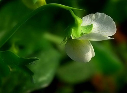 °×ñ°·ç·¢²¡»úÖÆ