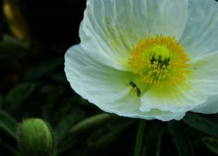 Òý·¢°×ñ°·çÍâÁ¦ÒòËØ