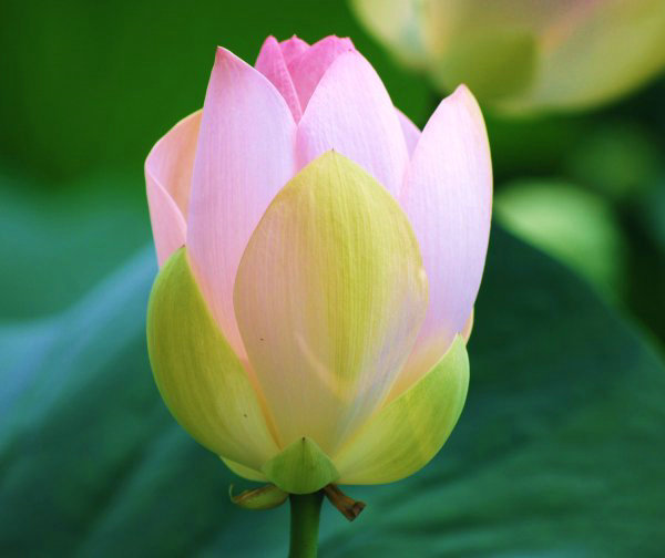 白驳风防治措施有哪些?