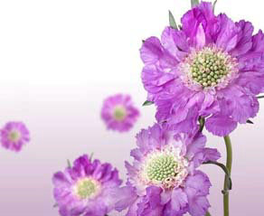 ��������ճ�����Ҫ��ô����